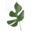 Philodendron - Gini